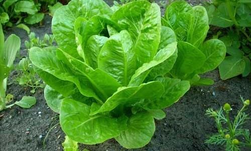 Как правильно вырастить салат айсберг на своем участке?