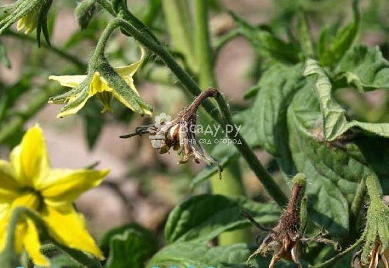 Как предупредить опадание цветов на помидорах