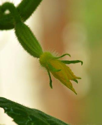 Как применять препарат завязь для огурцов