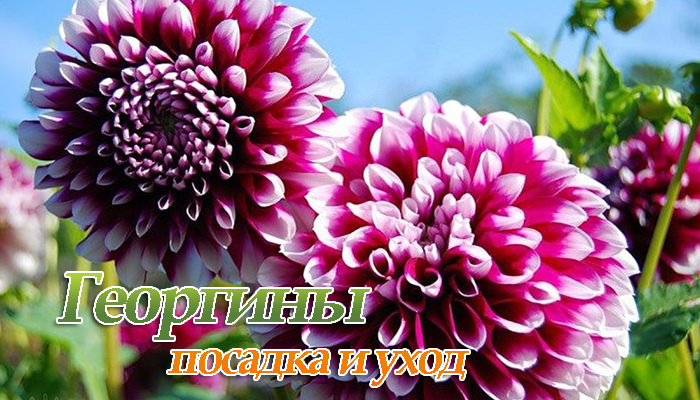 Как продлить жизнь желтых георгинов в вазе?