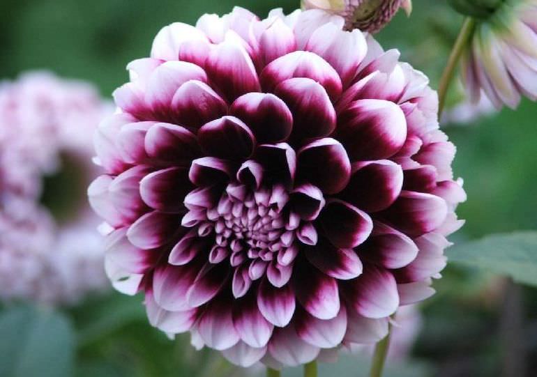 Как продлить жизнь желтых георгинов в вазе?