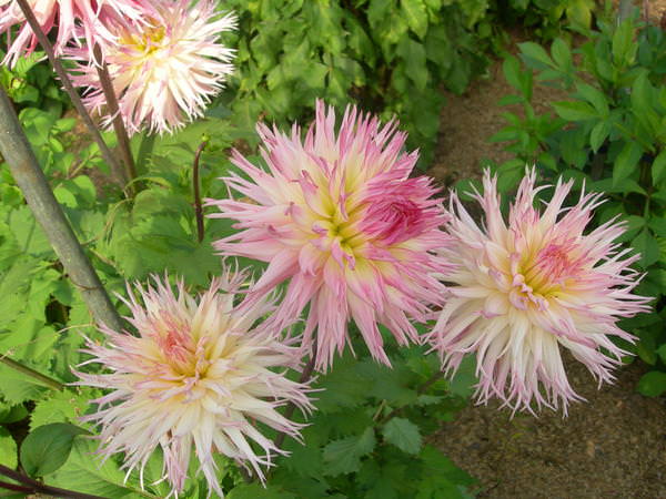 Как продлить жизнь желтых георгинов в вазе?