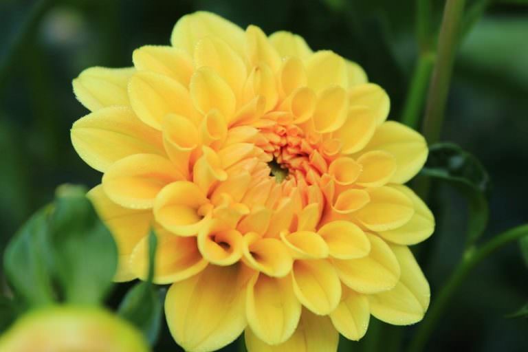 Как продлить жизнь желтых георгинов в вазе?