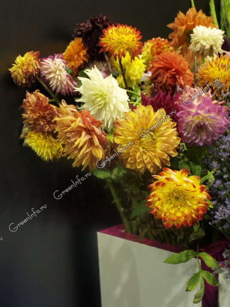 Как продлить жизнь желтых георгинов в вазе?