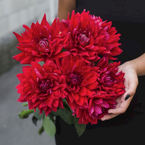 Как продлить жизнь желтых георгинов в вазе?