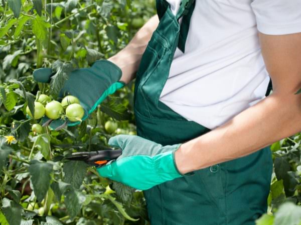 Как происходит обрезка помидоров в теплице (видео)