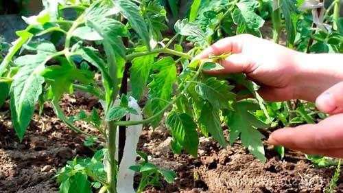 Как происходит обрезка помидоров в теплице (видео)