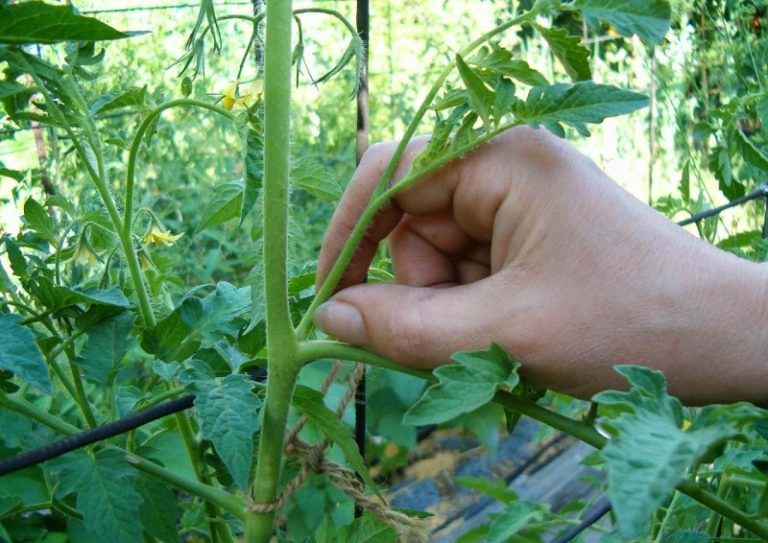 Как происходит обрезка помидоров в теплице (видео)