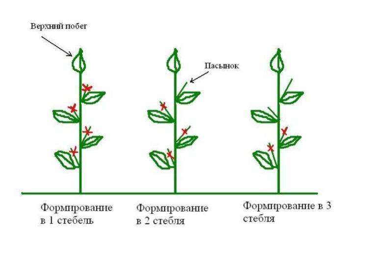 Как происходит обрезка помидоров в теплице (видео)