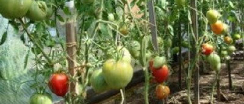 Как происходит промышленное выращивание томатов в теплице?
