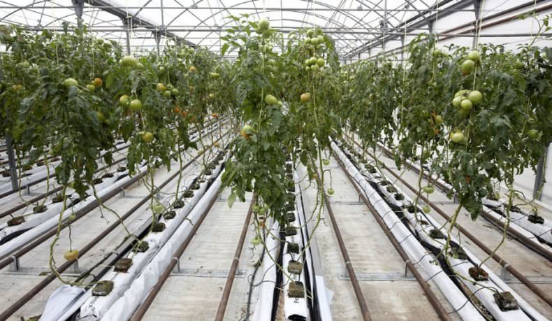 Как работает аккумулятор тепла для теплицы?