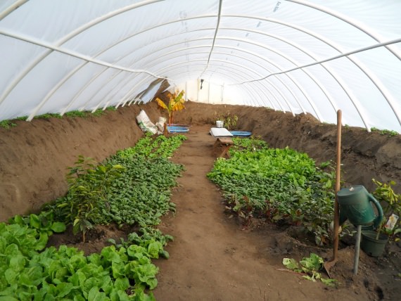 Как сделать чудо-парник своими руками?