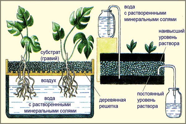 Как сделать гидропонную установку своими руками