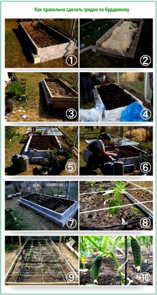 Как сделать грядки по курдюмову?