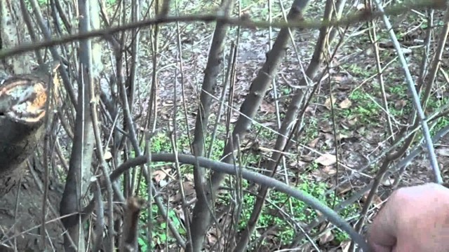 Как сделать лук для стрельбы: стрелы своими руками, из какого дерева, самодельный, мини, тетеву, охотничий, мощный