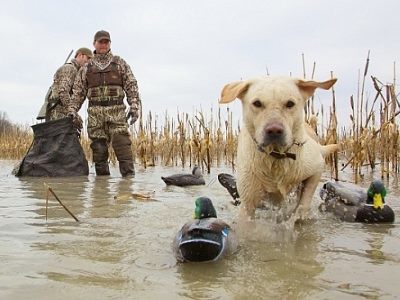 Как сделать охотничий билет единого федерального образца: где получить, сколько стоит, документы, через Госуслуги