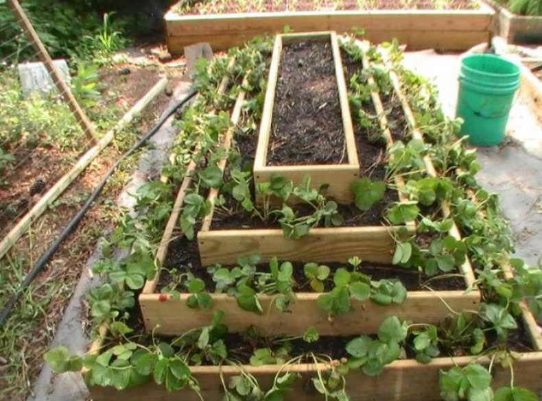 Как сделать вертикальную грядку для клубники