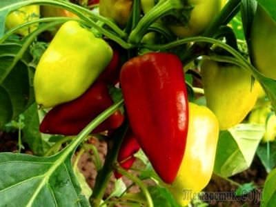 Как ускорить созревание перцев в теплице: наиболее эффективные методы