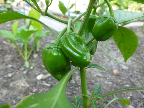 Как ускорить созревание перцев в теплице: наиболее эффективные методы