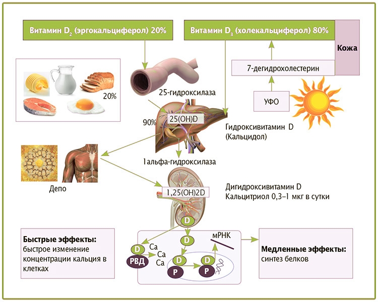 Как восполнить витамин д в организме