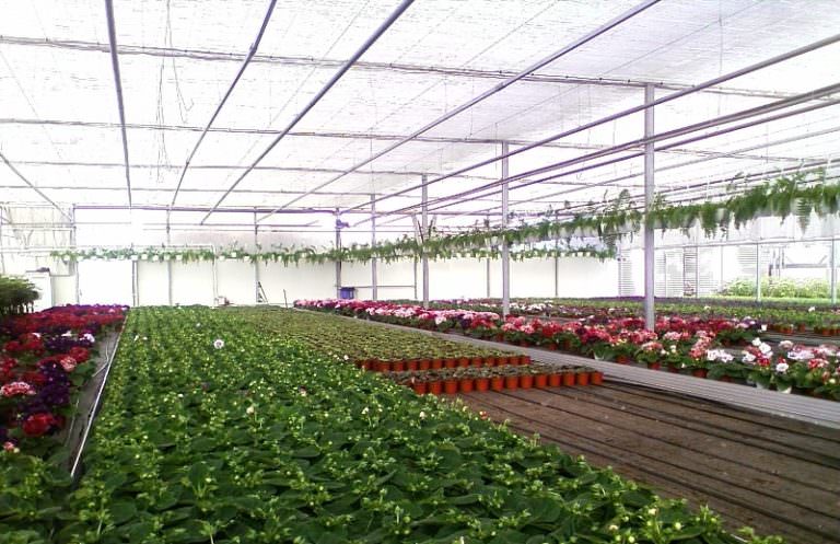 Как выбрать котел для теплиц: советы опытных фермеров