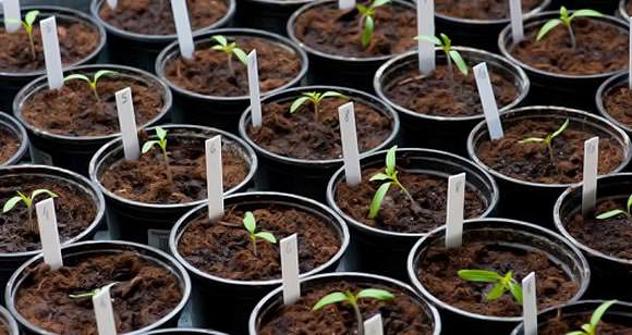 Как выполняется пикировка томатов