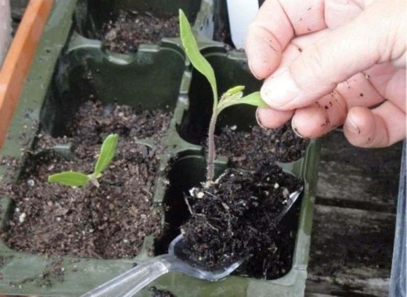 Как выполняется пикировка томатов
