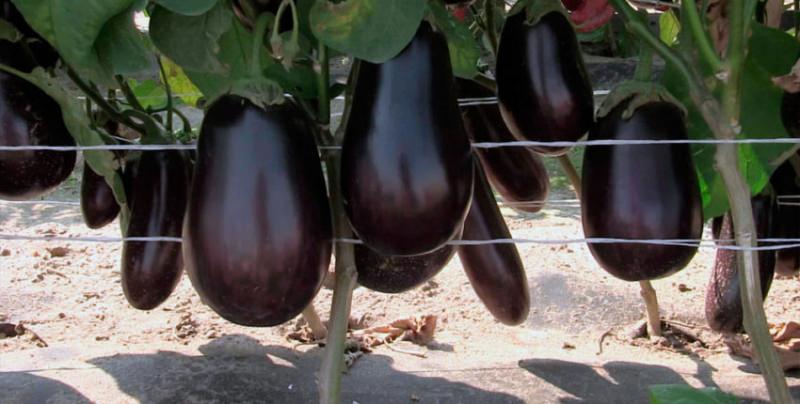 Как выращивать баклажаны в условиях открытого грунта