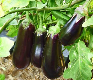 Как выращивать баклажаны в условиях открытого грунта