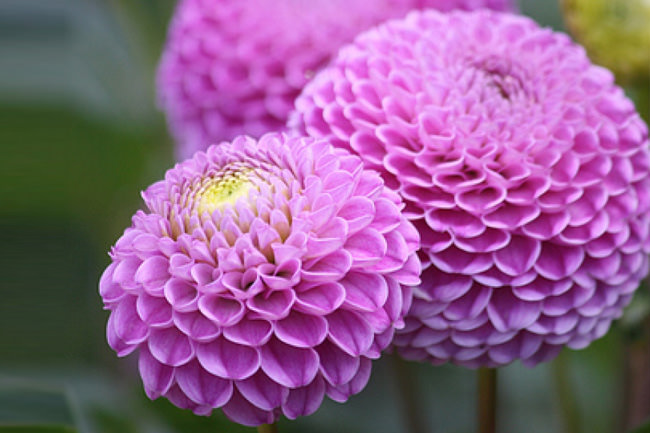 Как вырастить георгину помпонную из семян?