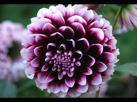 Как вырастить георгину помпонную из семян?