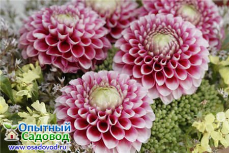 Как вырастить георгину помпонную из семян?