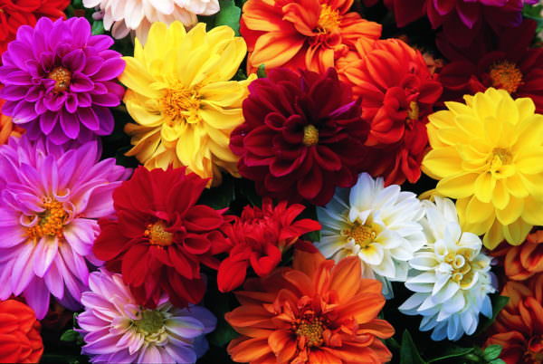 Как вырастить георгины фигаро из семян?