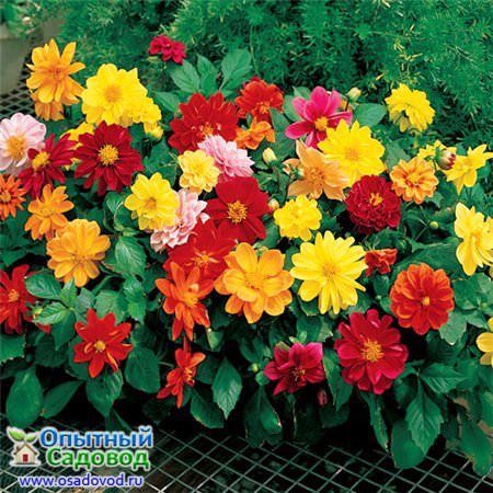 Как вырастить георгины фигаро из семян?