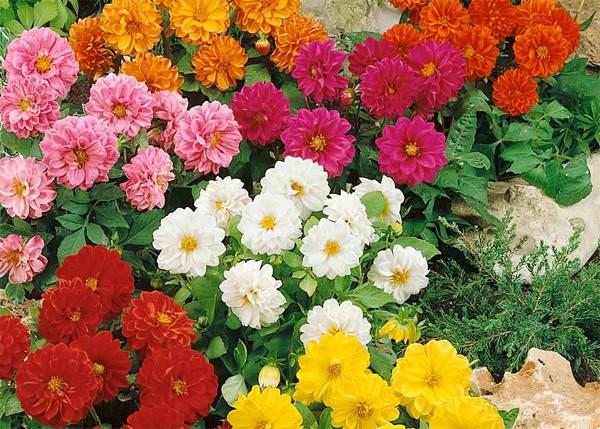 Как вырастить георгины фигаро из семян?