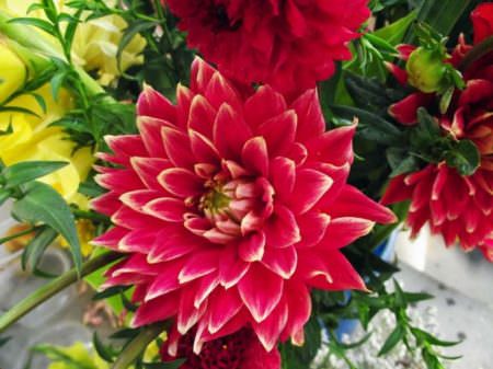 Как вырастить георгины фигаро из семян?