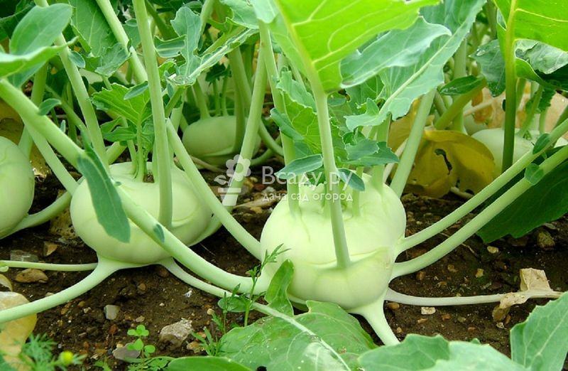 Как вырастить кольраби: правильная посадка и уход в открытом грунте