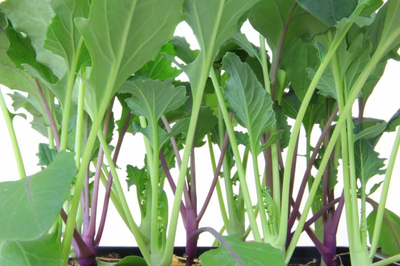 Как вырастить кольраби: правильная посадка и уход в открытом грунте