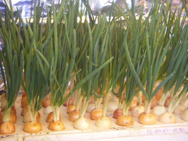 Как вырастить лук на зелень