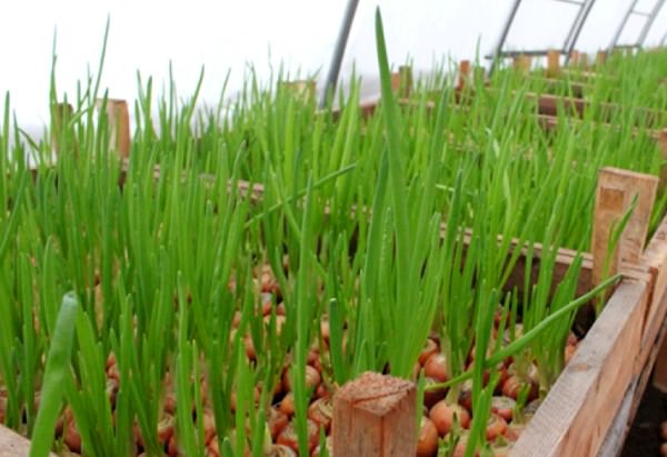 Как вырастить лук на зелень