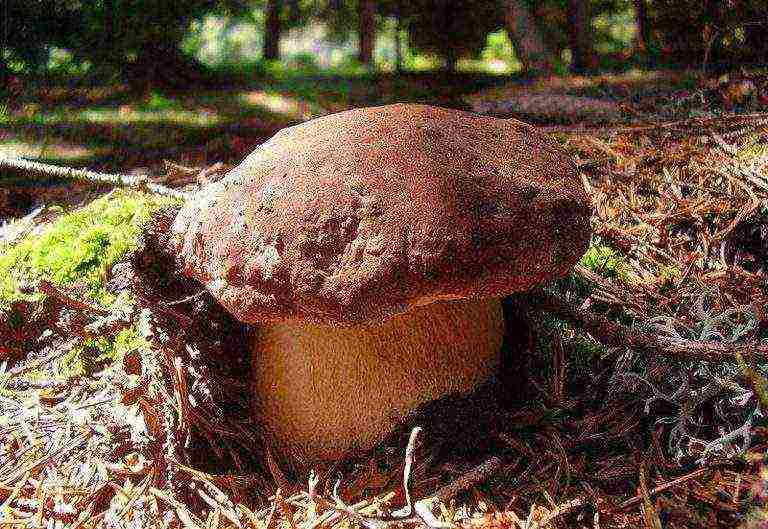 Как вырастить мицелий белого гриба