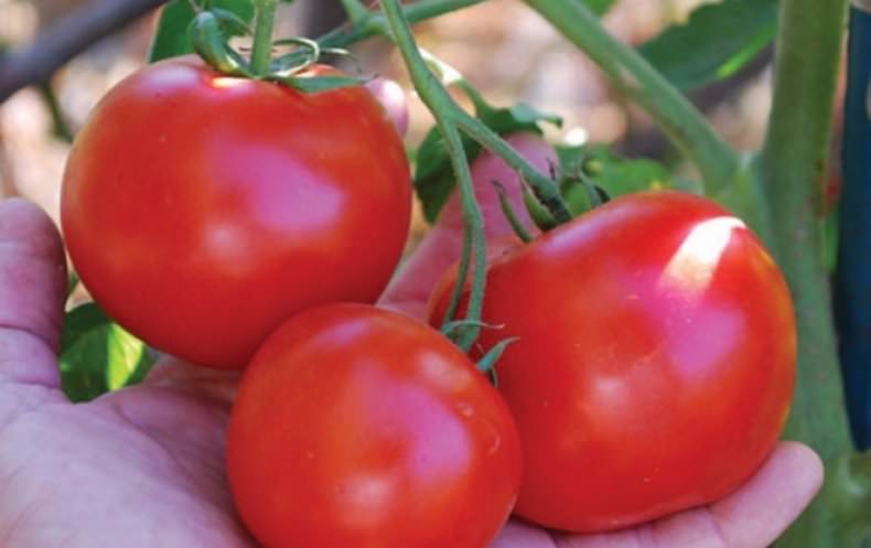 Как вырастить помидоры красная гвардия