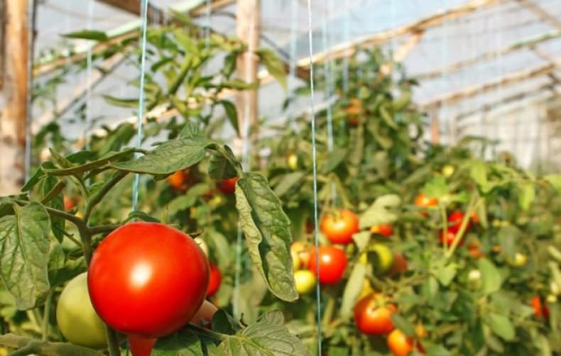 Как вырастить помидоры красная гвардия