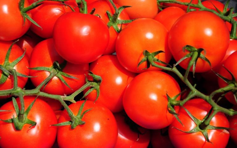 Как вырастить помидоры красная гвардия