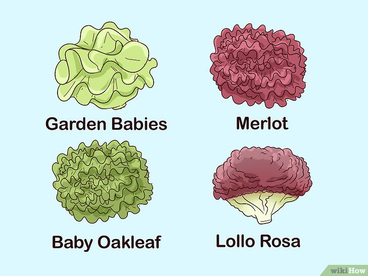 Как вырастить салат в домашних условиях