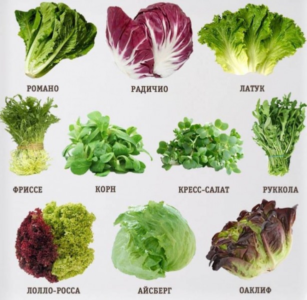 Как вырастить салат в домашних условиях
