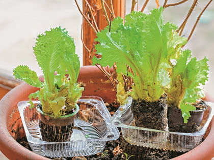 Как вырастить салат в домашних условиях