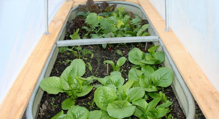 Как вырастить салат в домашних условиях