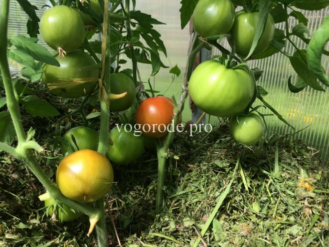 Как вырастить томаты в мае