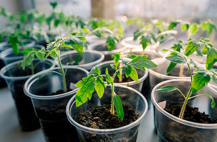 Как вырастить здоровую рассаду помидоров